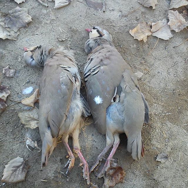 دستگیری ۳ شکارچی متخلف در شهرستان سرایان