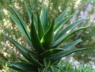 تولید بیش از ۲۰ تن آلوئهورا در ساری