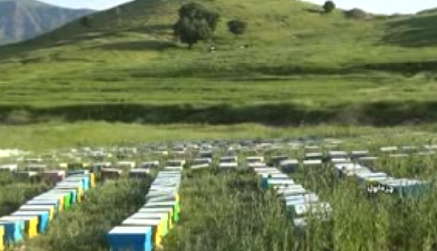 طبیعت بکر وخوش آب وهوای &nbsp;بخش هلیلان چرداول فرصتی مناسب برای پرورش زنبور عسل