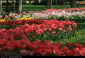 برگزاری جشنواره گل&zwnj;ها در ارومیه