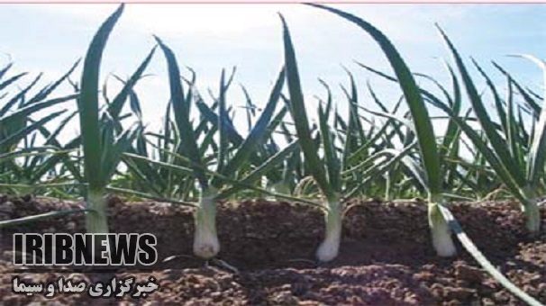 آغازبرداشت سیر طارم زنجان