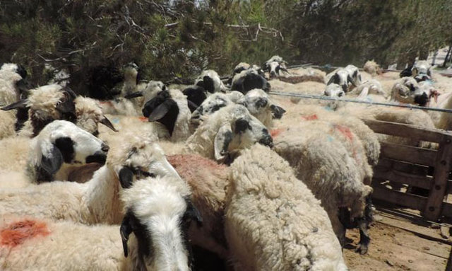 کشف 58 راس دام قاچاق درگلپايگان