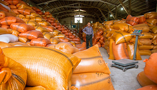 تخلیه ۴۰۰ هزار تن کالای اساسی