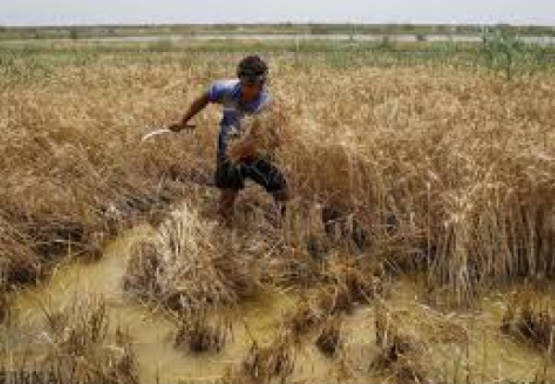 تخلیه 14 هزار هکتار اراضی شادگان از سیلاب