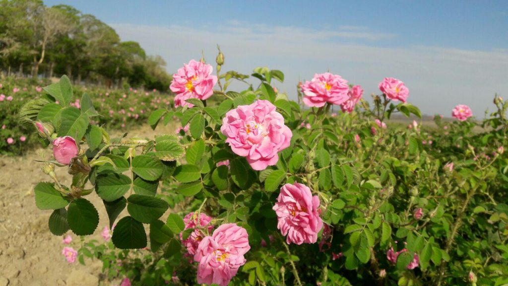 کویرهای صورتی ...