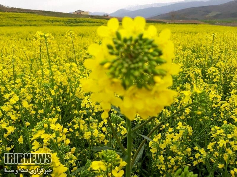 پرداخت تسهیلات بانکی به کلزاکاران شهرستان مهاباد