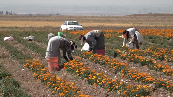 حمایت از زنانی که بار زندگی بر دوش می کشند