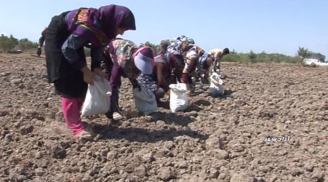 زیبای سودآور زیبای سودآور