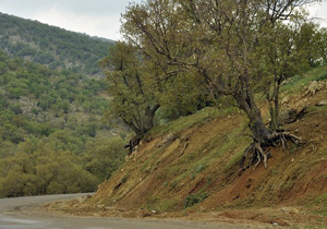 همدان قطب گیاهان دارویی کشور