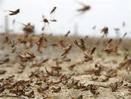 اختصاص اعتبار مبارزه با ملخ در جنوب کرمان ؛بزودی اختصاص اعتبار مبارزه با ملخ در جنوب کرمان ؛بزودی