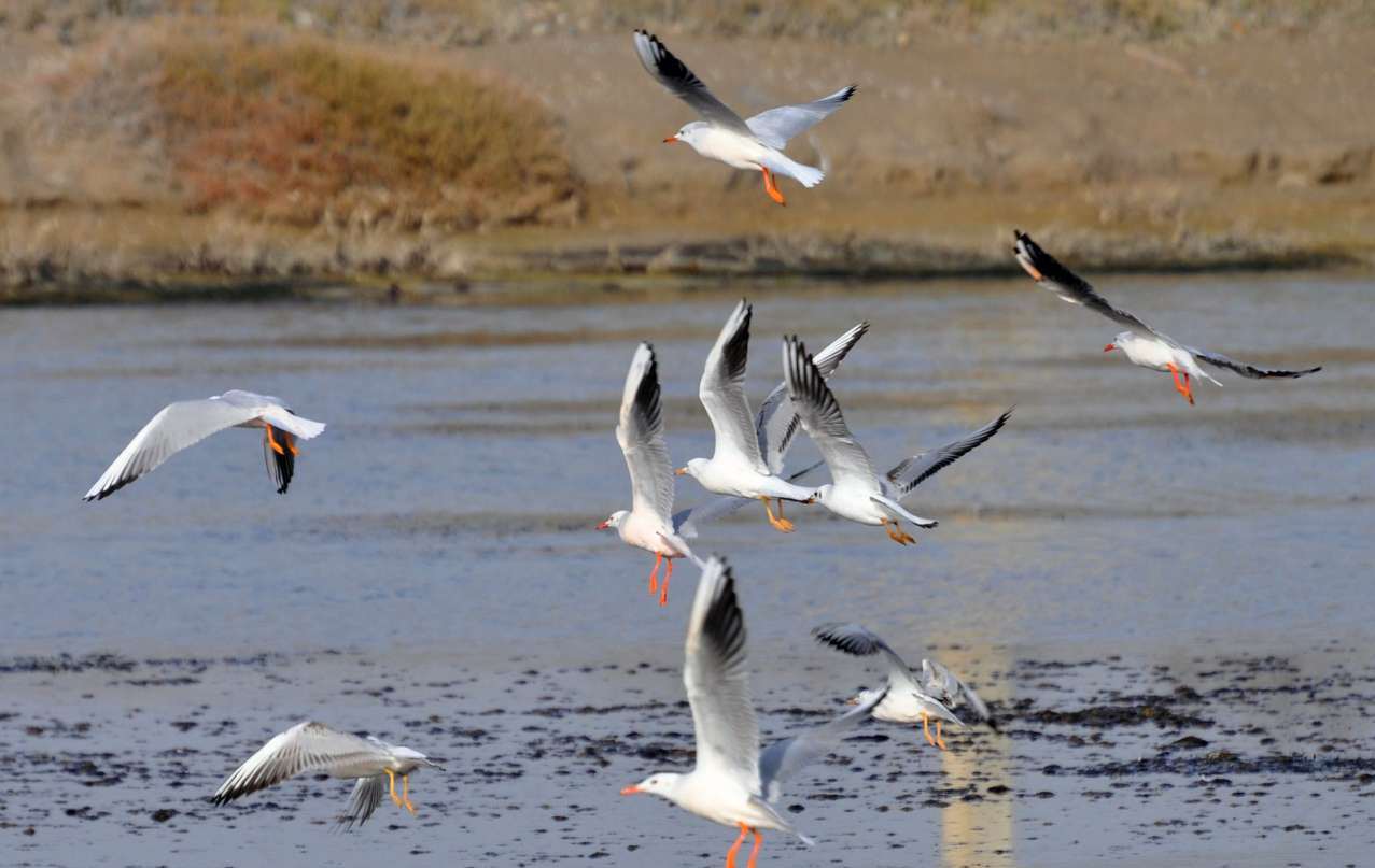 شهرستان دره شهر میزبان پرندگان مهاجر+ گزارش