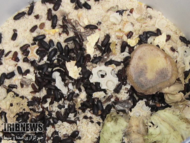 چشم نوازی زینت اشتغال