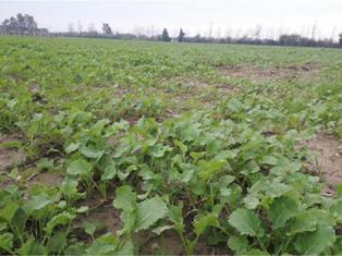 کشت مکانیزه مزارع کلزا در ساری