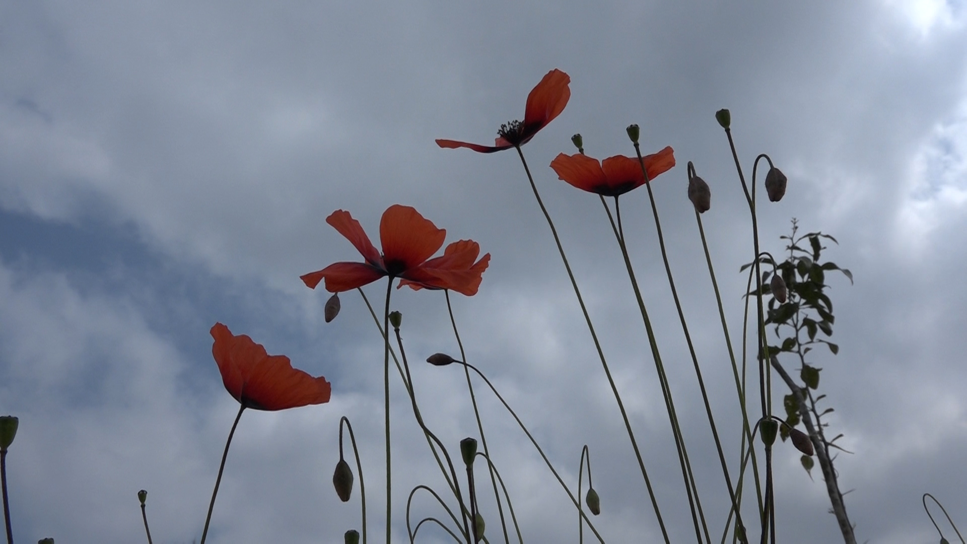 آسمان مازندران امروز صاف گاهی نیمه ابری