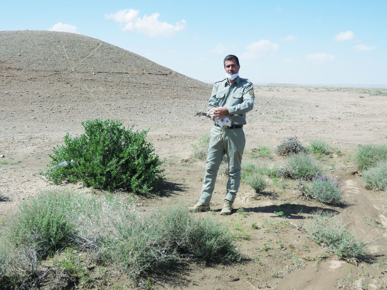 بازگشت ۹ قطعه کبک و هوبره به طبیعت