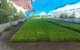 فعالیت ۲۰ بانک نشا در ساری