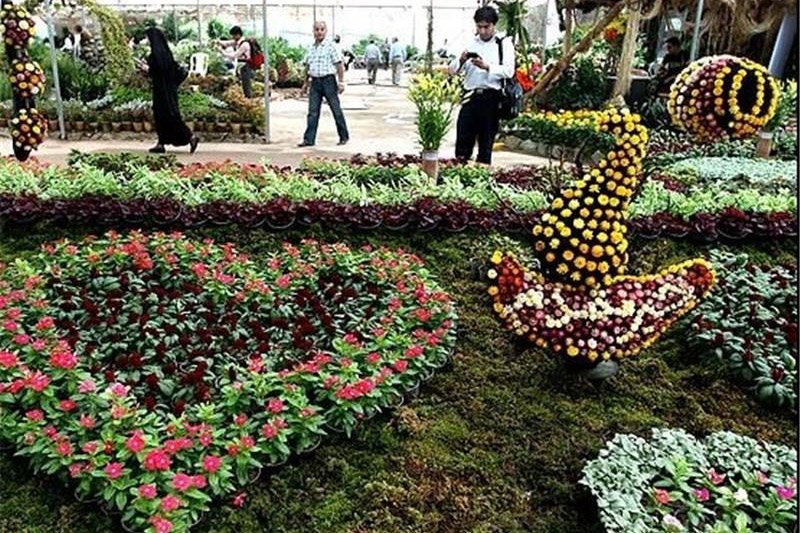 کرونا و زخمی بر پیکره گل