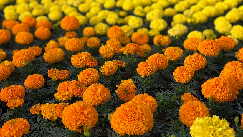 کرونا و زخمی بر پیکره گل