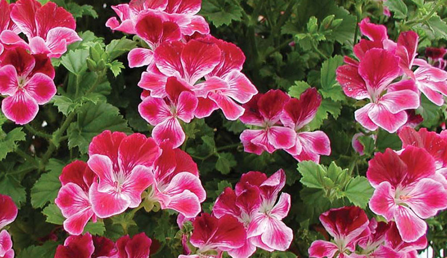 روش نگهداری گل شمعدانی