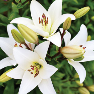 همه چیز درباره گل زیبای لیلیوم