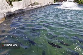 گزارش مکتوب...آبزی پروری ظرفیتی بزرگ و سودآوردر کرمان گزارش مکتوب...آبزی پروری ظرفیتی بزرگ و سودآوردر کرمان