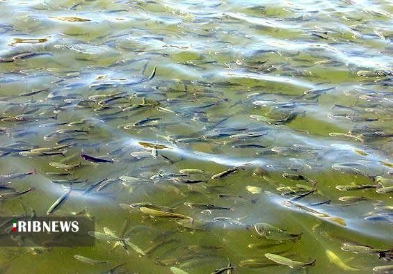 آبزی پروری ظرفیتی بزرگ و سودآوردر کرمان آبزی پروری ظرفیتی بزرگ و سودآوردر کرمان