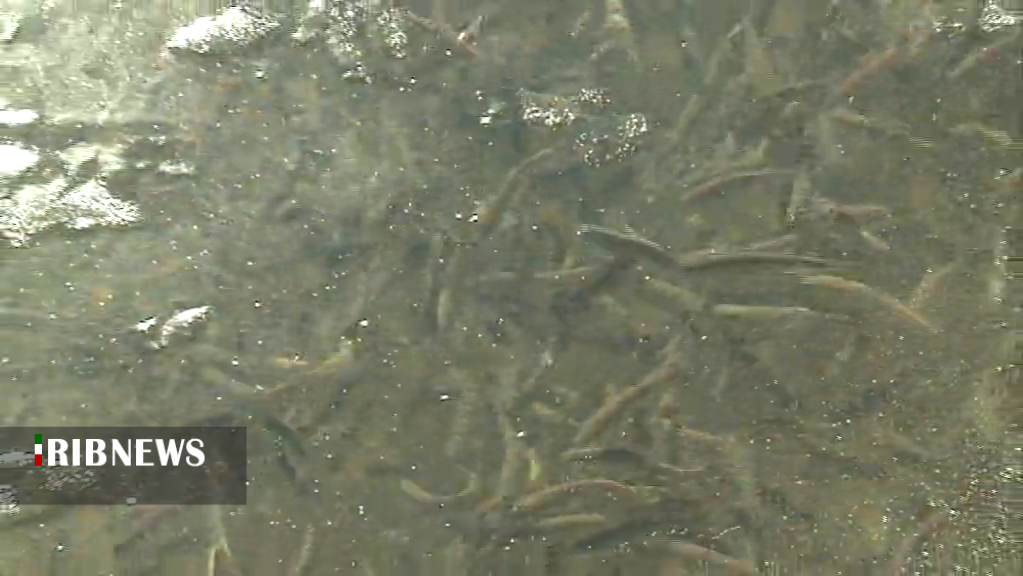 آبزی پروری ظرفیتی بزرگ و سودآوردر کرمان آبزی پروری ظرفیتی بزرگ و سودآوردر کرمان