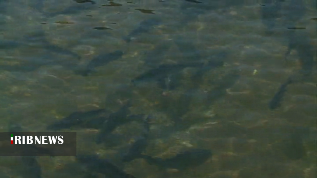 آبزی پروری ظرفیتی بزرگ و سودآوردر کرمان آبزی پروری ظرفیتی بزرگ و سودآوردر کرمان