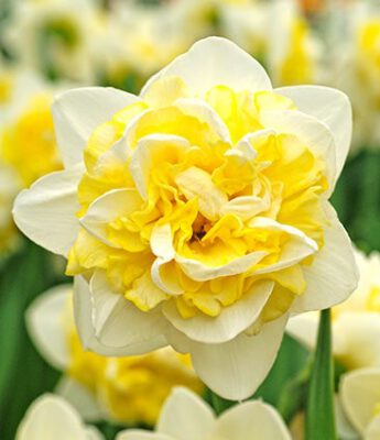 تکثیر و نگهداری گل نرگس