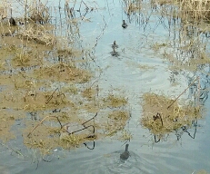 رهاسازی 16 قطعه خوتکا در طبیعت رهاسازی 16 قطعه خوتکا در طبیعت