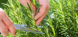 ّگیاه رزماری؛ معجزه طبیعت