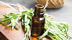 ّگیاه رزماری؛ معجزه طبیعت