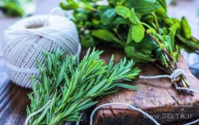 ّگیاه رزماری؛ معجزه طبیعت