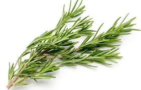 ّگیاه رزماری؛ معجزه طبیعت