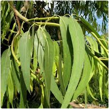 معجزه گیاه اکالیپتوس