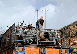 آغاز کوچ عشایر خوزستان به مناطق ییلاقی آغاز کوچ عشایر خوزستان به مناطق ییلاقی