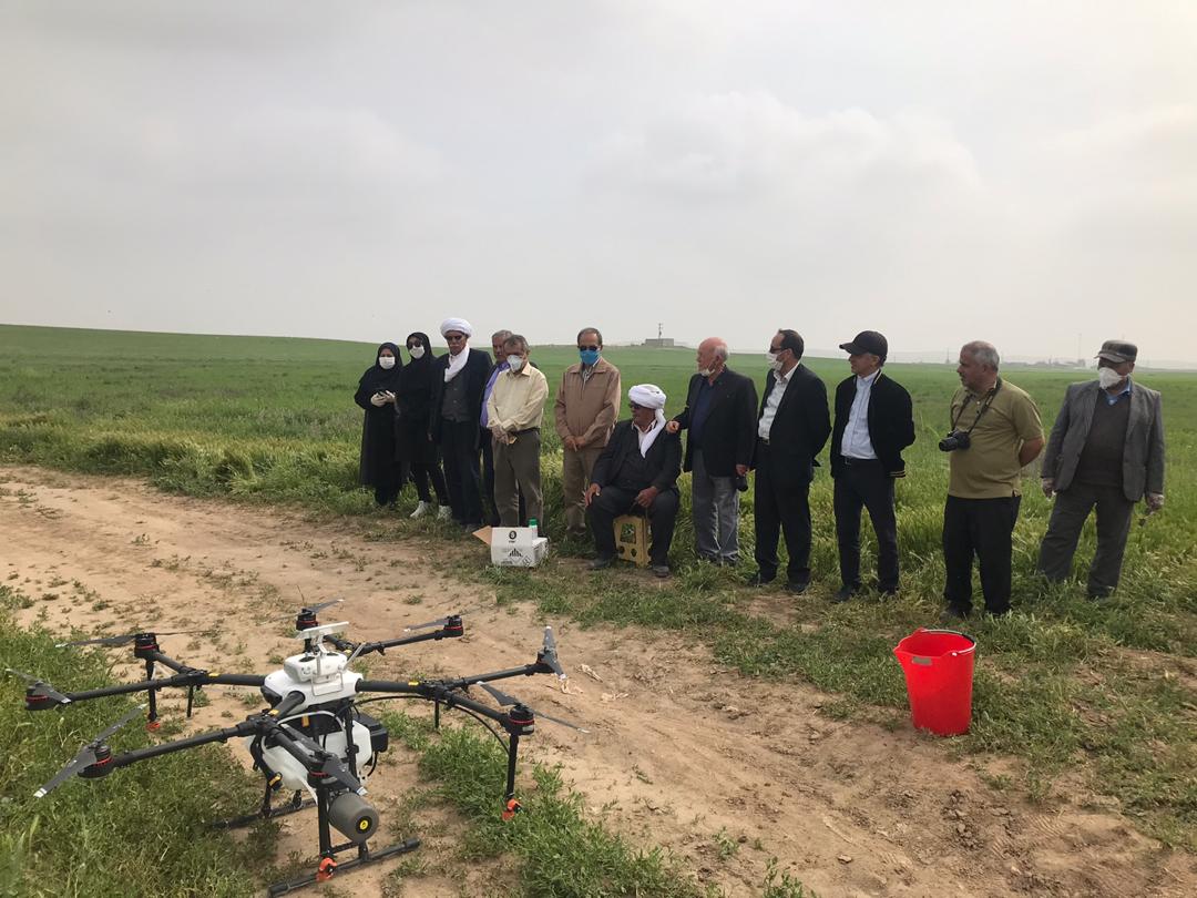 آغاز مانور مبارزه با پوره سن گندم در مزارع شهرستان مشهد