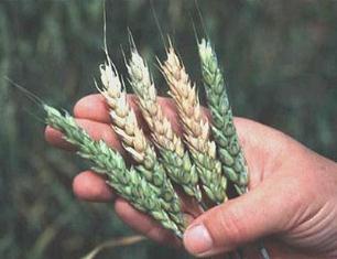 مبارزه با فوزاریوم خوشه گندم در مزارع مازندران