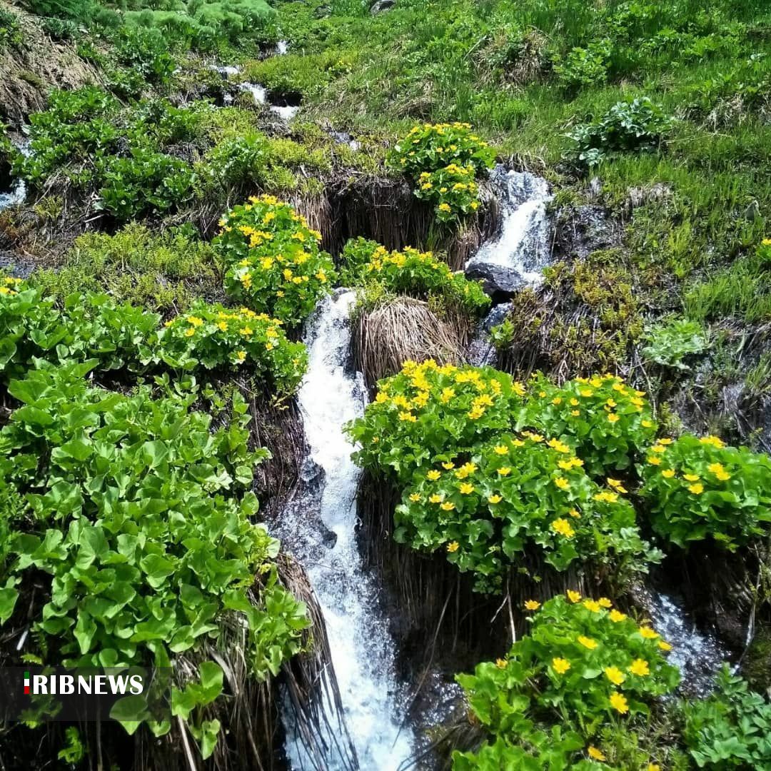 جوی آرام بر زنجان