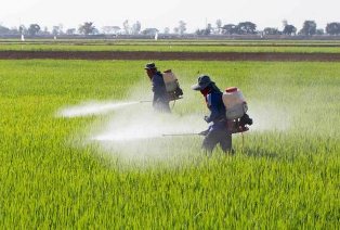 مبارزه با آفات و بیماری در مزارع گندم مازندران