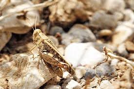 مبارزه با ملخ صحرایی در جنوب سیستان و بلوچستان مبارزه با ملخ صحرایی در جنوب سیستان و بلوچستان