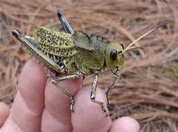 آغاز مبارزه&nbsp; با آفت 