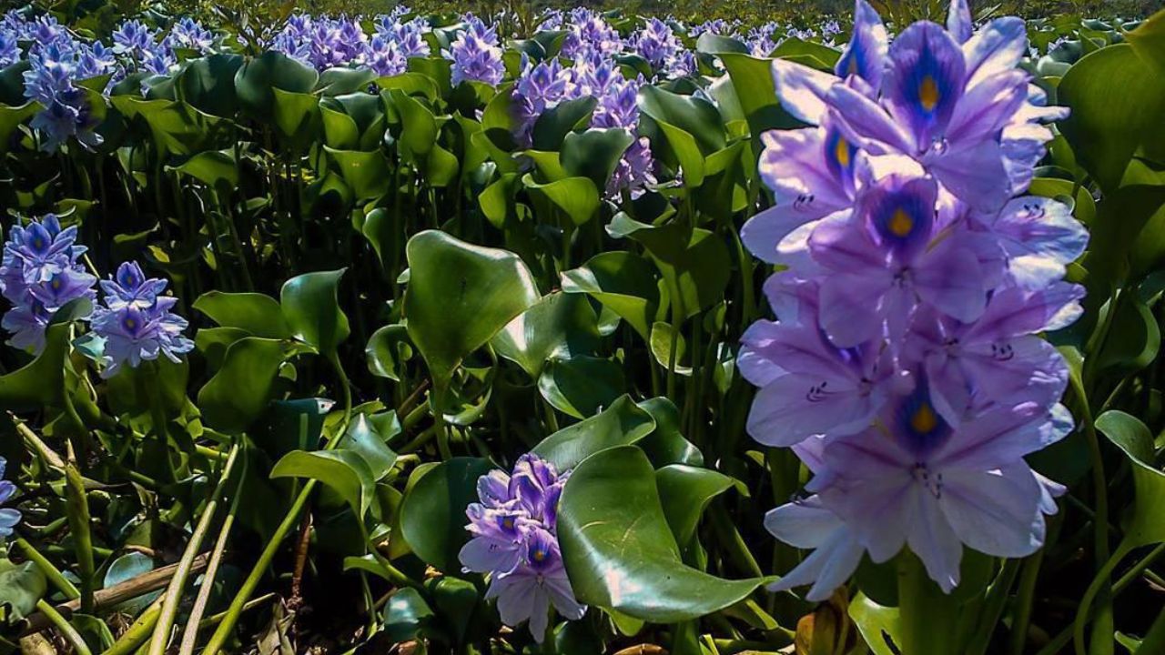 تالابی که آب می‌رود