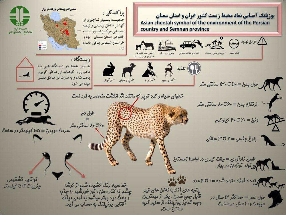 با یوزپلنگ آسیایی بیشتر آشنا شوید