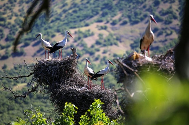 بازگشت لک لک‌ها به روستای مهربانی‌ها