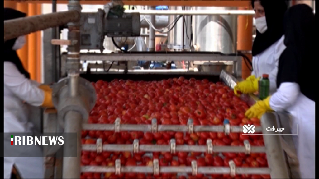 آغازخرید نامحدود و حمایتی گوجه در جنوب کرمان آغازخرید نامحدود و حمایتی گوجه در جنوب کرمان