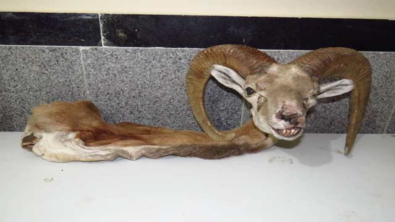 دستگیری شکارچیان متخلف در دشتستان