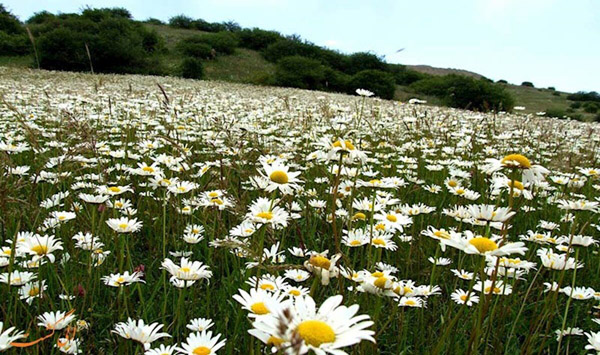 نابودی گلهای بابونه فندقلو با هجوم بی ملاحظه گردشگران