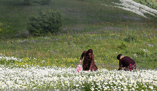 نابودی گلهای بابونه فندقلو با هجوم بی ملاحظه گردشگران