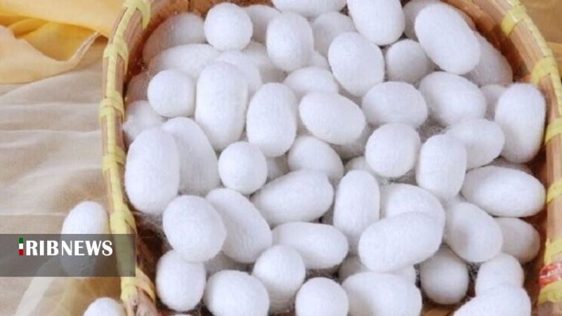 پول، پیله، خام فروشی